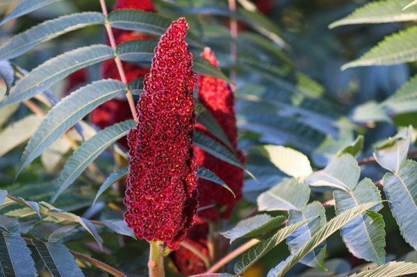 Qu'est-ce que le sumac en cuisine ?